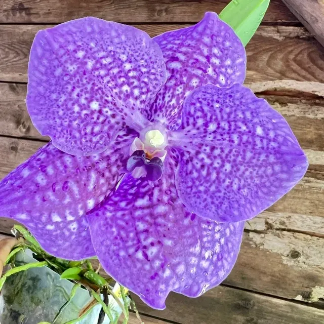 Vanda Somsri Glory 'Blue' (Vanda)