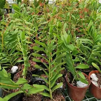 Renanthera storiei