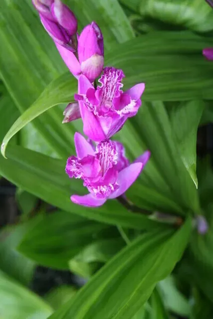 Bletilla striata 'Tri-Lips' (Bletilla)