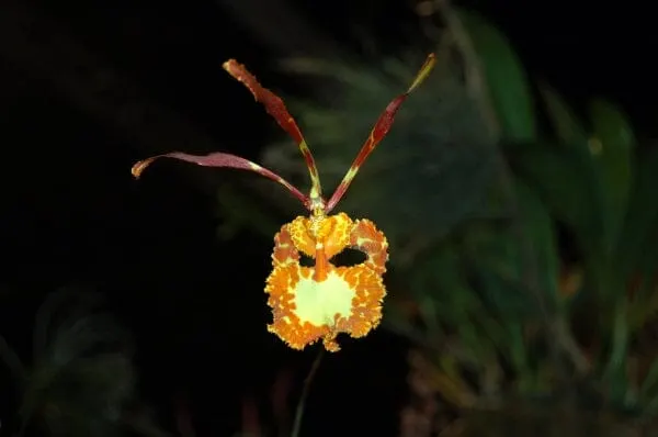 Oncidium Alliance - Psychopsis Sanderae