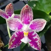 Phalaenopsis Lyndon mix Zebra ‘870’
