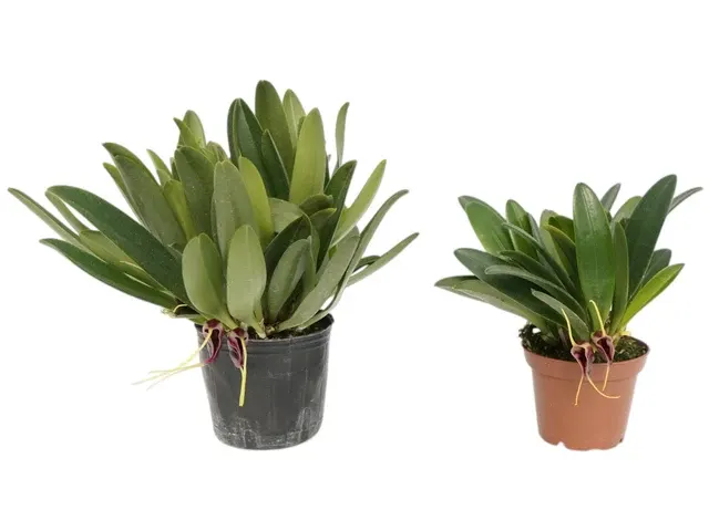 Masdevallia discoidea (Masdevallia)