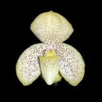 [Bare-root] #PH# Paph. concolor xsib 同色兜蘭 [2.4" BS][Oct in stock 26]