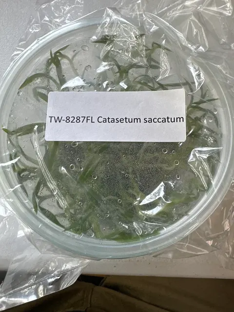 Catasetum saccatum (Catasetum)