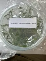 FLASK Catasetum saccatum