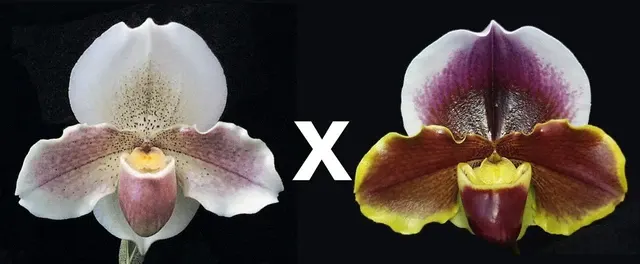 Paphiopedilum Porcelain Treasure HCC/AOS X Keyeshill 'Dream Girl' (Paphiopedilum)