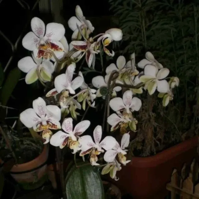 Phalaenopsis stuartiana var punctatissima spp (Phalaenopsis)