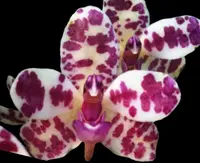Rhynchonopsis Dragon Charmy (Phal. japonica x Rhyn. gigantea) (3” Pot)