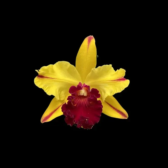 Cattleya Alliance: Rlc. Toshie Aoki ‘Encore'