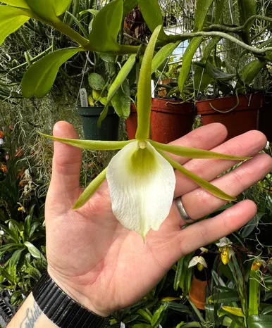 Angraecum infundibulare (Angraecum)