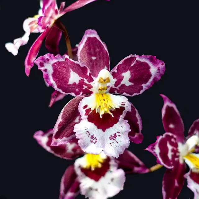 Oncidium Zed. Hwuluduen Ruby Gem 'Diana'