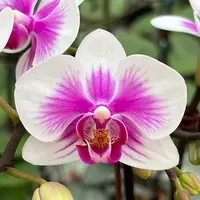 Phalaenopsis Fusheng's Bridal Dress × Yushan Pink Baby 2.5"