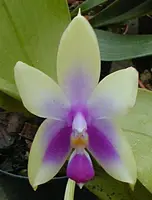 Phalaenopsis bellina — Blühfähige Pflanze
