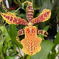 Aliceara Hilo Ablaze 'Hilo Gold' - Blooming size