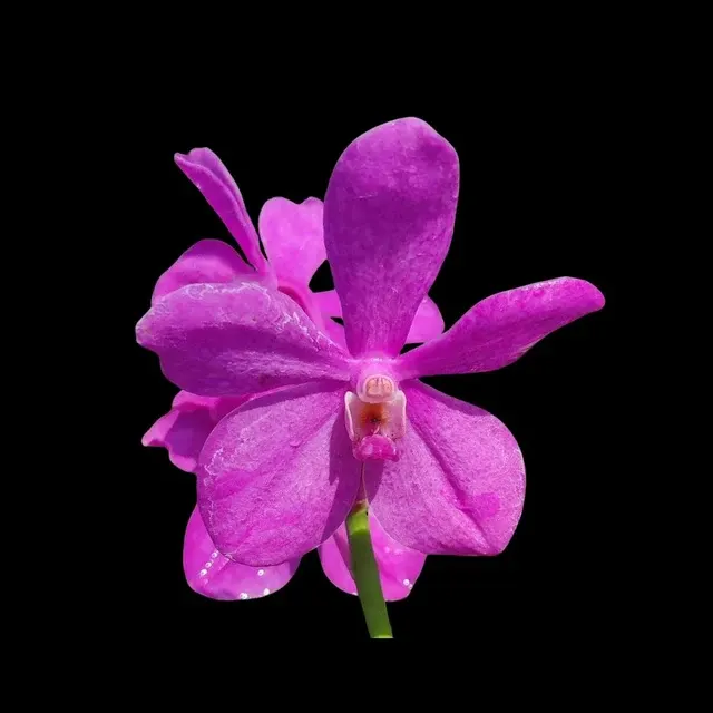 Vanda Hybrids: Mokara Calipso
