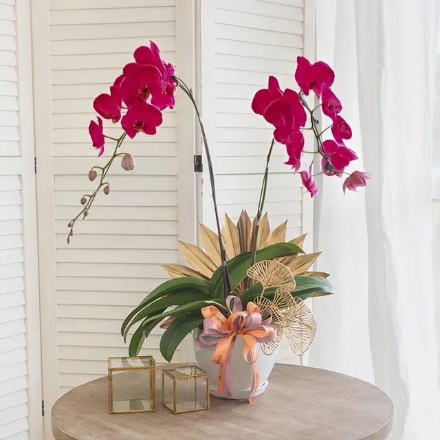 Phalaenopsis Jodie Purple (Phalaenopsis)