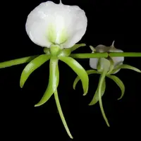 Angraecum eburneum