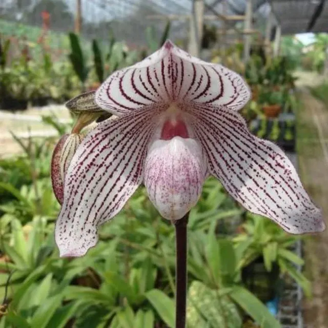 Paphiopedilum Woluwense (Paphiopedilum)