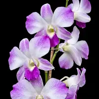Dendrobium Sonia Erika Orchid Plant - BS