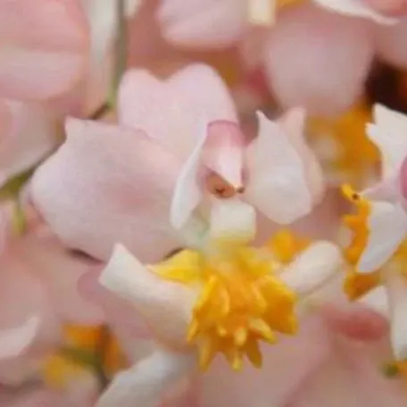 Oncidium Tsiku Marguerite 'CT Romantic Fantasy' (Oncidium)