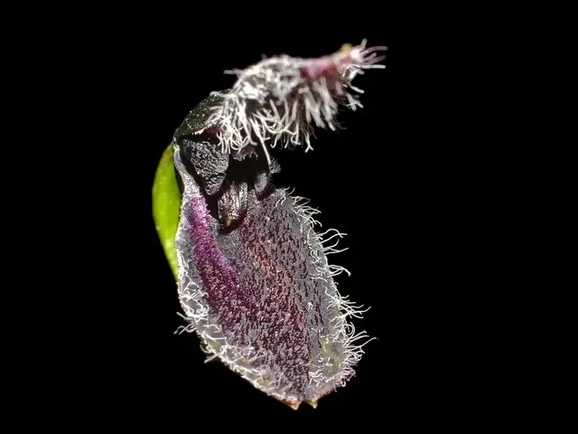 Stelis kefersteiniana black (Stelis)