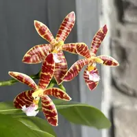 Phalaenopsis Almanis '3045' (mannii × tetraspis) — Fără flori, frunze cu defecte - ghiveci 2.5 inch