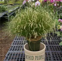 Dendrochilum tenellum