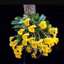Dendrobium jinkinsii (Dendrobium)