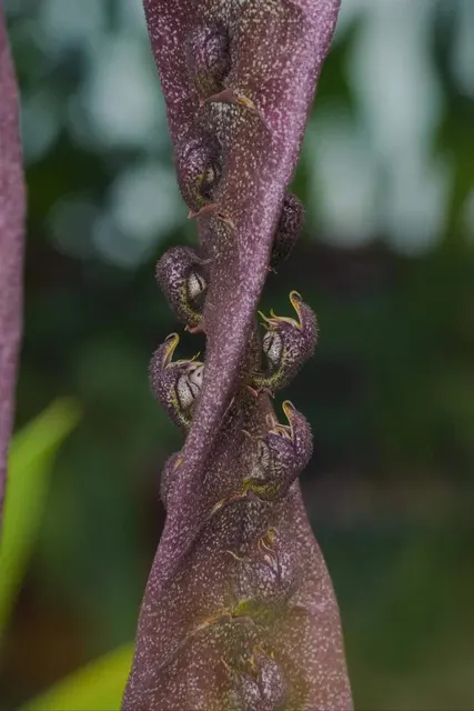 Bulbophyllum purpureorhachis