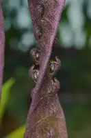 Bulbophyllum purpureorhachis