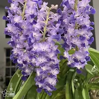 [Bare-root] #VA# Rhy. coelestis [2.8 BS][Aug in stock 26]