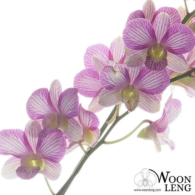 Dendrobium Candy Stripe (Dendrobium)