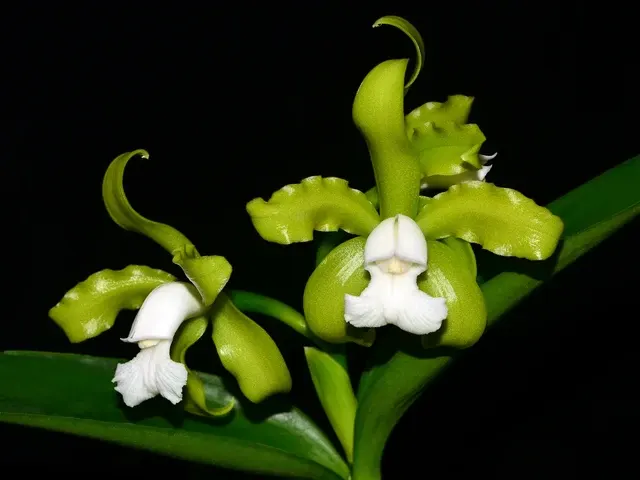 Cattleya guttata f alba