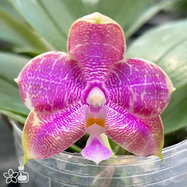 Phalaenopsis Miki Sabina '742'