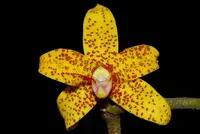 Dimorphorchis rossii x Dimorphorchis lowii