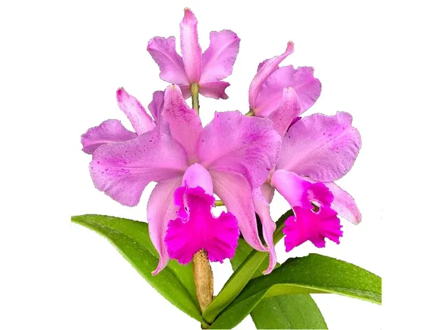 Cattleya Kay (Cattleya)