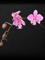Phalaenopsis schilleriana