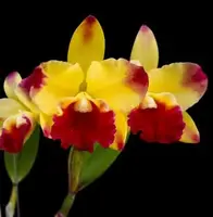 Rhyncattleanthe Gerardo Nanda Vardhana 'Coquette'