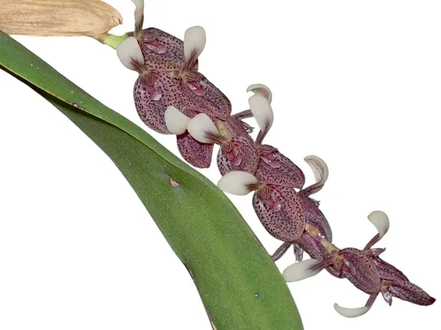 Acianthera strupifolia (Acianthera)
