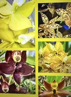 Orchid Plants Cyc Small Bulb Bare Root - Custom Selection of Varieties - Ideal for Home or Garden - Perfect for Orchid Lovers