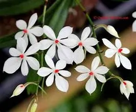 Aerangis luteoalba (Aerangis)