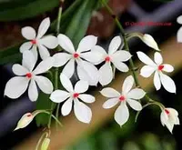 Aerangis luteo alba — Not Currently In Bloom or Spike