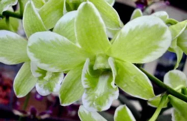 Dendrobium Burana Jade 'Variegated' (Dendrobium)
