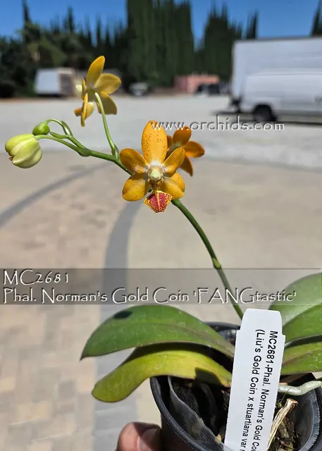 Phalaenopsis Norman FANGtastic S Gold Coin X Stuartiana Var Nobilis) 'S Gold Coin'