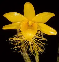 Dendrobium brymerianum