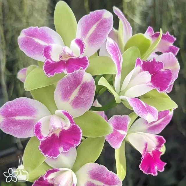 Rhyncholaeliocattleya Village Chief North 'Green Genie' (Rhyncholaeliocattleya)
