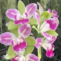 [Bare-root] #CA# Rlc. Village Chief North 'Green Genie' 綠精靈 [2.8 BS][Aug in stock 26]