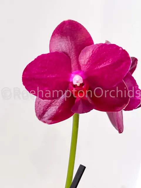 Phalaenopsis Sogo Relex