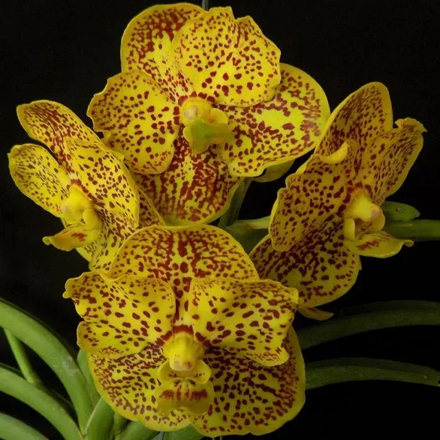 Vanda Suksamran Gold X Vanda Suksamran Spot (Vanda)