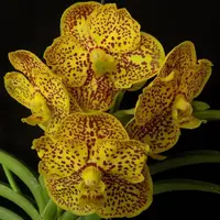 Vanda Suksamran Gold X Vanda Suksamran Spot